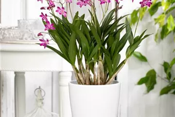 Dendrobium 'Berry Oda'