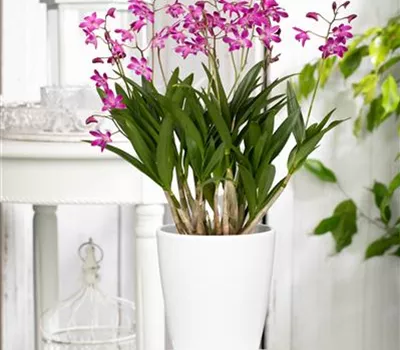 Dendrobium 'Berry Oda'