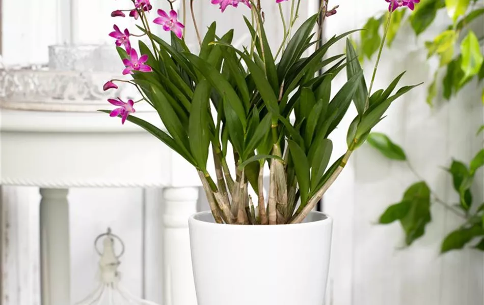 Dendrobium 'Berry Oda'