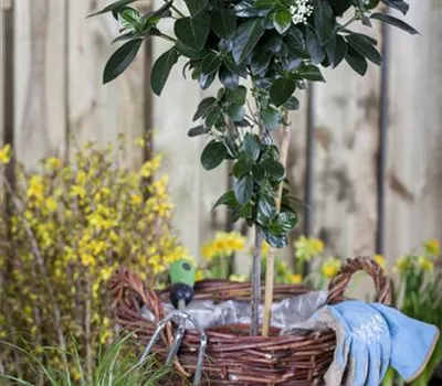 Viburnum tinus