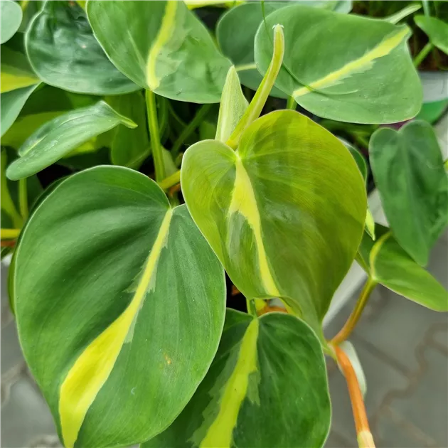 Philodendron scandens 'Brasil', Kletternder Philodendron 'Brasil',  Zimmerpflanzen Online und vor Ort kaufen - 1A Garten Ammer