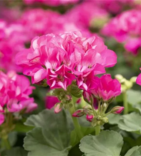 Pelargonium interspecific 'Big EEZE Fuchsia Blue'