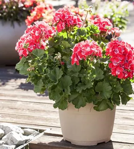 Pelargonium zonale Savannah® TexMex® 'Ruby'