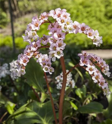 Bergenia cordifolia