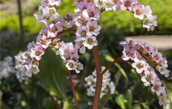 Bergenia cordifolia