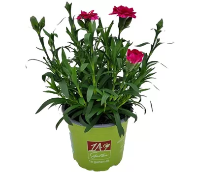 Dianthus caryophyllus 'Oscar® Purple Wings' Dianthus caryophyllus 'Oscar® Purple Wings'