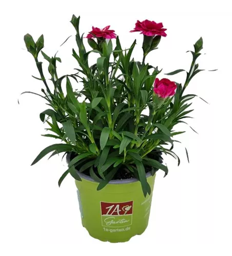 Dianthus caryophyllus 'Oscar® Purple Wings'