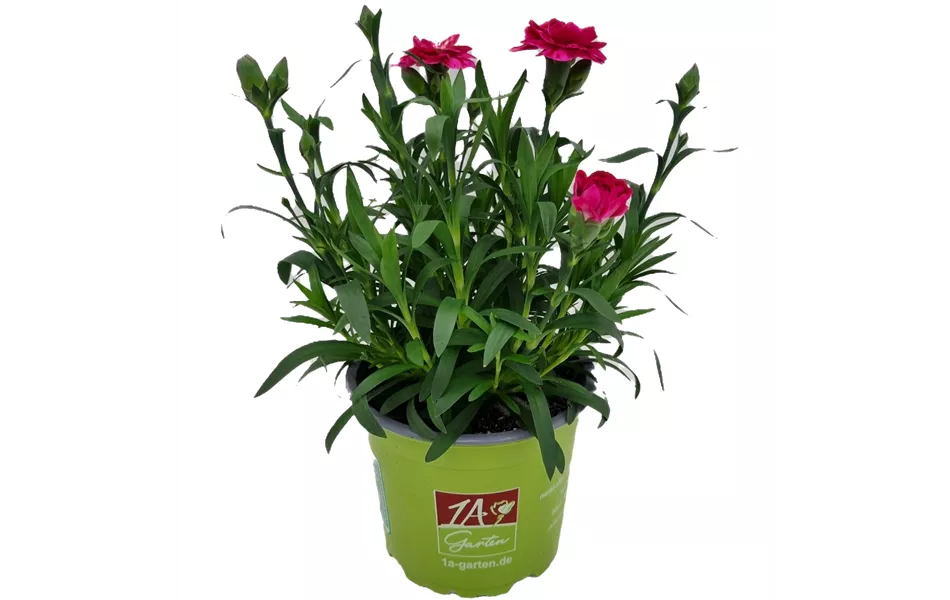 Dianthus caryophyllus 'Oscar® Purple Wings'