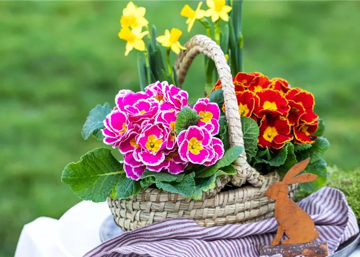 Saisonpflanzen Frühling