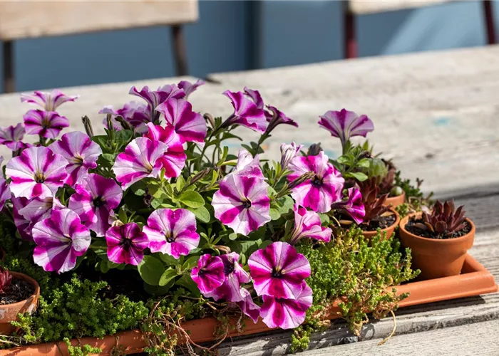 Saisonpflanzen Sommer