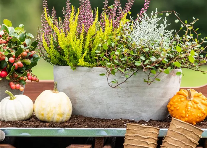 Saisonpflanzen Herbst