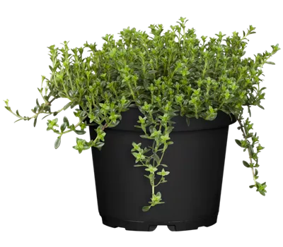 Satureja montana subsp. montana
