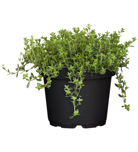 Satureja montana subsp. montana
