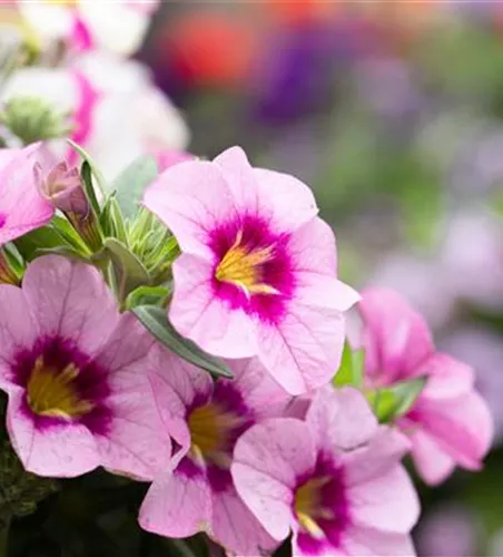 Calibrachoa 'Aloha Kona Tiki Soft Pink'