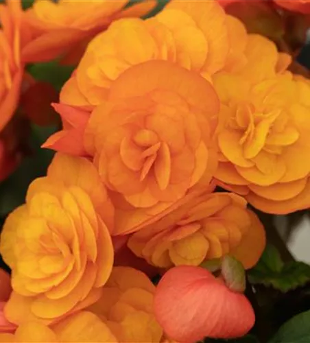 Begonia elatior 'Catrin'