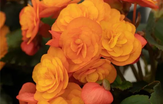 Begonia elatior 'Catrin'