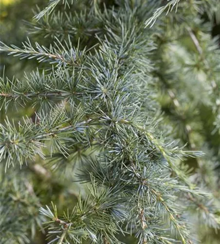 Cedrus deodara