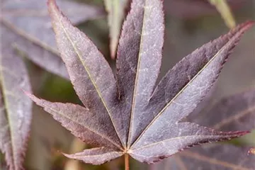 Acer palmatum 'Atropurpureum'