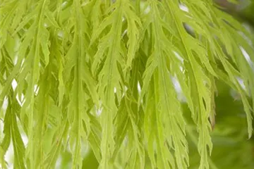 Acer palmatum 'Dissectum'