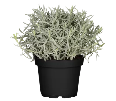 Lavandula angustifolia