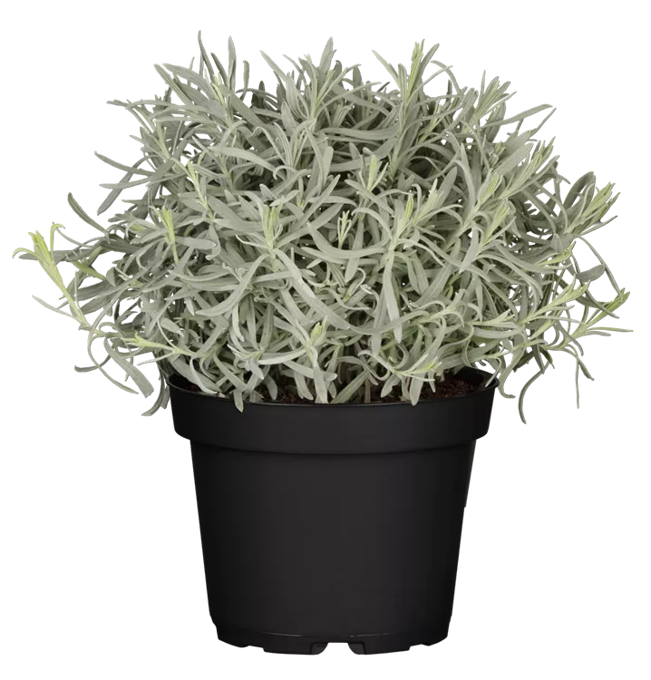 Echter Lavendel
