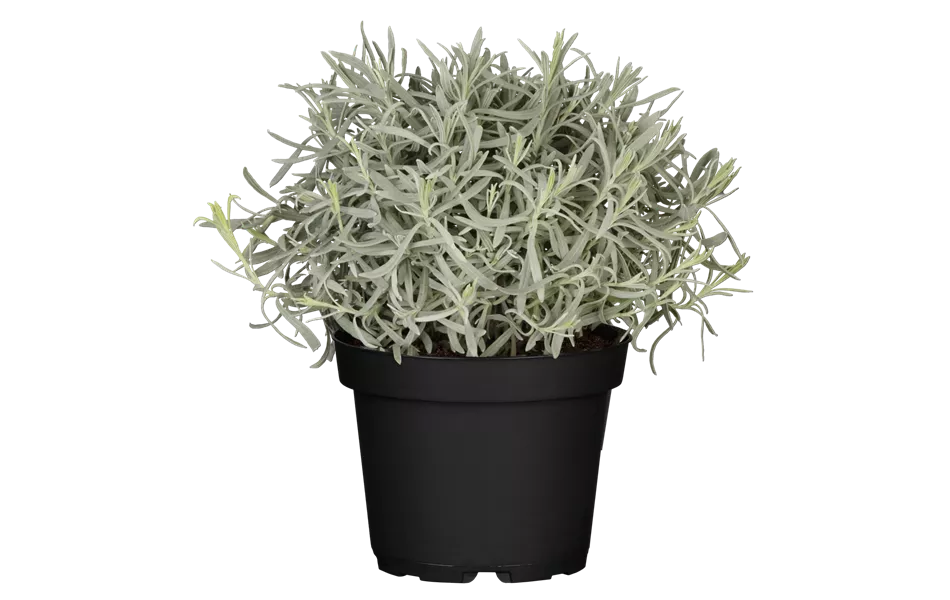 Lavandula angustifolia