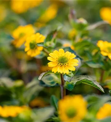 Sanvitalia 'Minibini'(s)