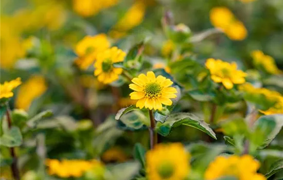 Sanvitalia 'Minibini'(s)