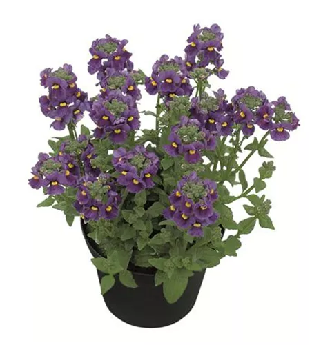 Nemesia KAROO™ 'Dark Blue'(s)