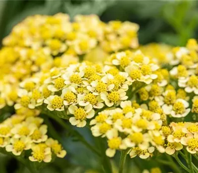 Achillea millefolium 'Milly Rock Yellow Terracotta