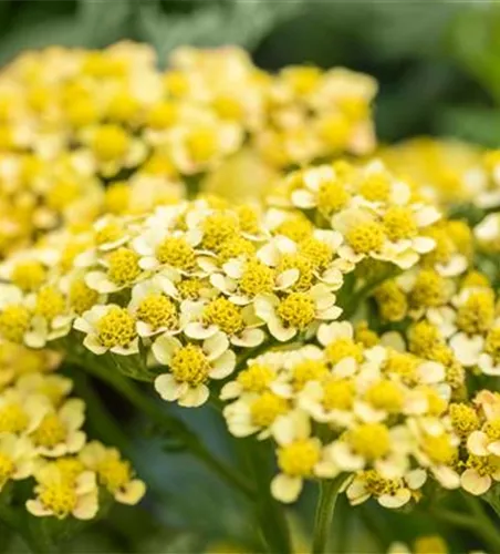 Achillea millefolium 'Milly Rock Yellow Terracotta