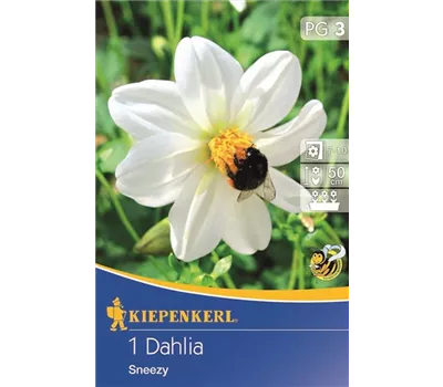 Mignon-Dahlien Sneezy
