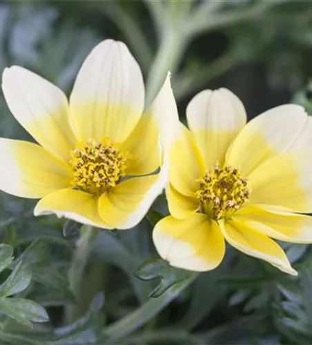 Bidens ferulifolia 'Taka Tuka® M White & Yellow'