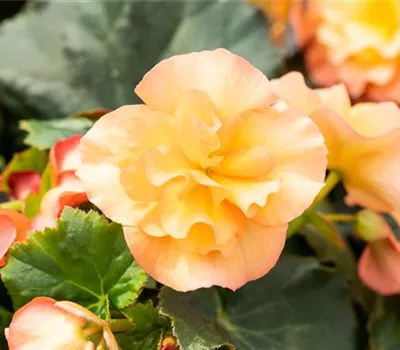 Begonia elatior 'Sunpleasure® Apricot'