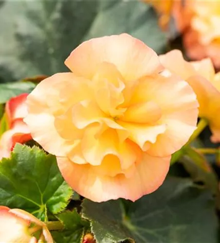 Begonia elatior 'Sunpleasure® Apricot'