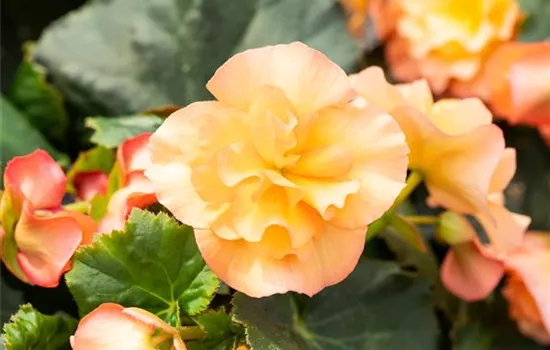 Begonia elatior 'Sunpleasure® Apricot'