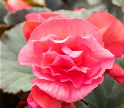 Begonia elatior 'Sunpleasure® Pink'