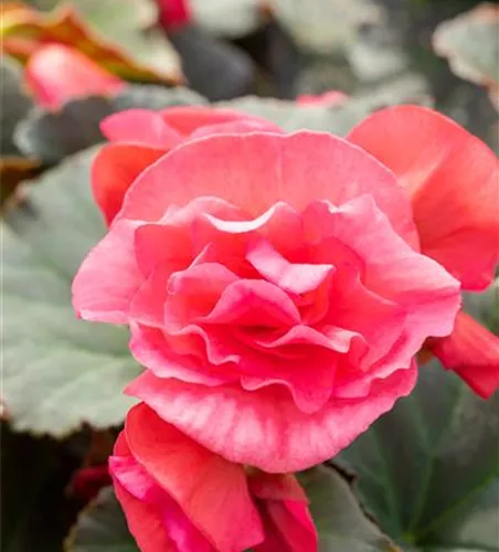 Begonia elatior 'Sunpleasure® Pink'