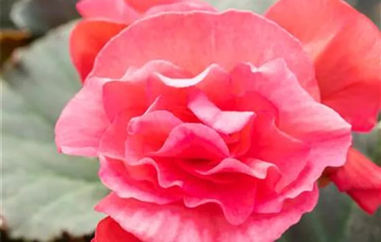 Begonia elatior 'Sunpleasure® Pink'