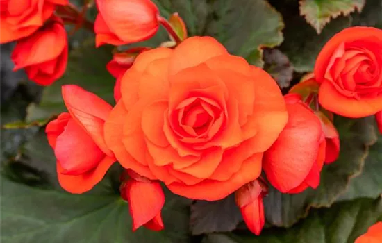 Begonia elatior 'Sunpleasure® Scarlet'