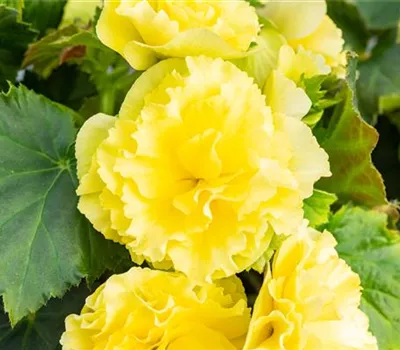 Begonia elatior 'Sunpleasure® Yellow'