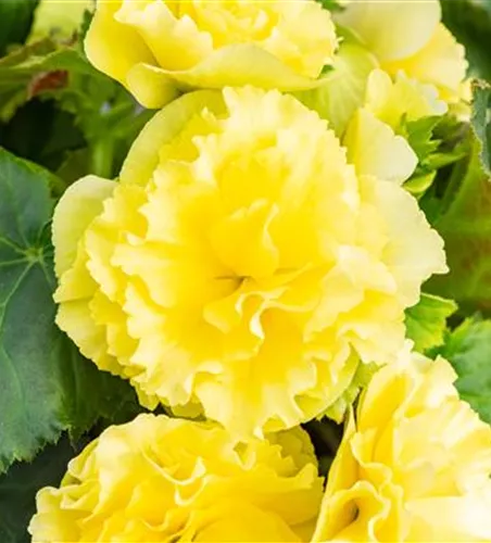 Begonia elatior 'Sunpleasure® Yellow'