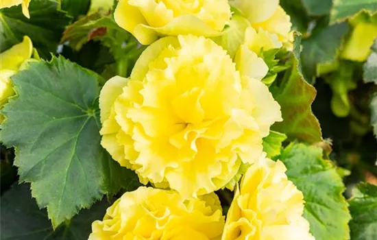 Begonia elatior 'Sunpleasure® Yellow'