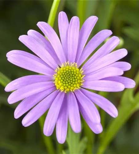 Brachyscome angustifolia 'Brasco® Violet'