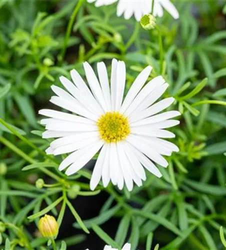 Brachyscome multifida 'Surdaisy White'