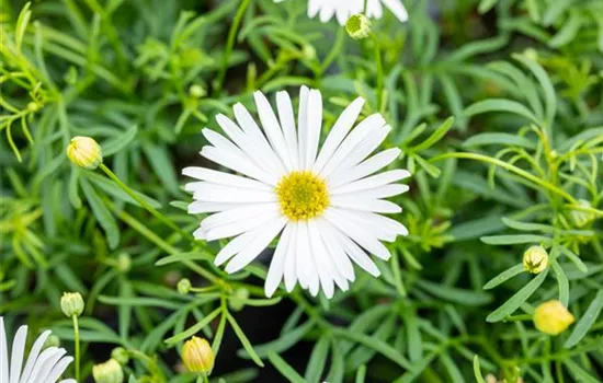 Brachyscome multifida 'Surdaisy White'