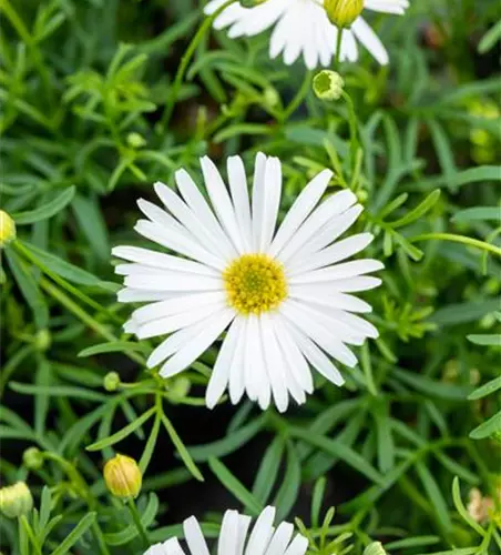 Brachyscome multifida 'Surdaisy White'