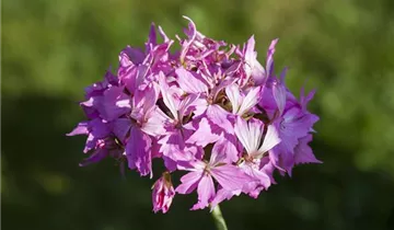 Bildvorschau