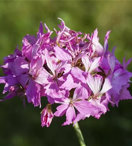 Pelargonium zonale 'Fireworks® Pink'