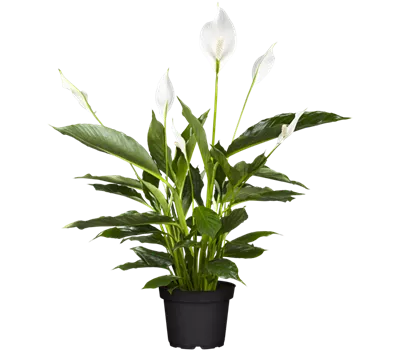 Spathiphyllum floribundum 'Vivaldi'